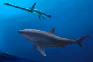 Illustration of an eight meter long shark stalking a long-necked plesiosaur in Australian seas 115 million years ago