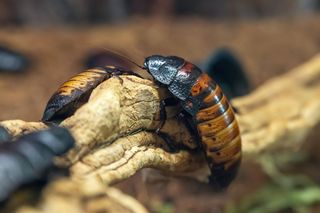 Cockroaches next to each other on a branch in the wild