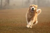 golden retriever running 