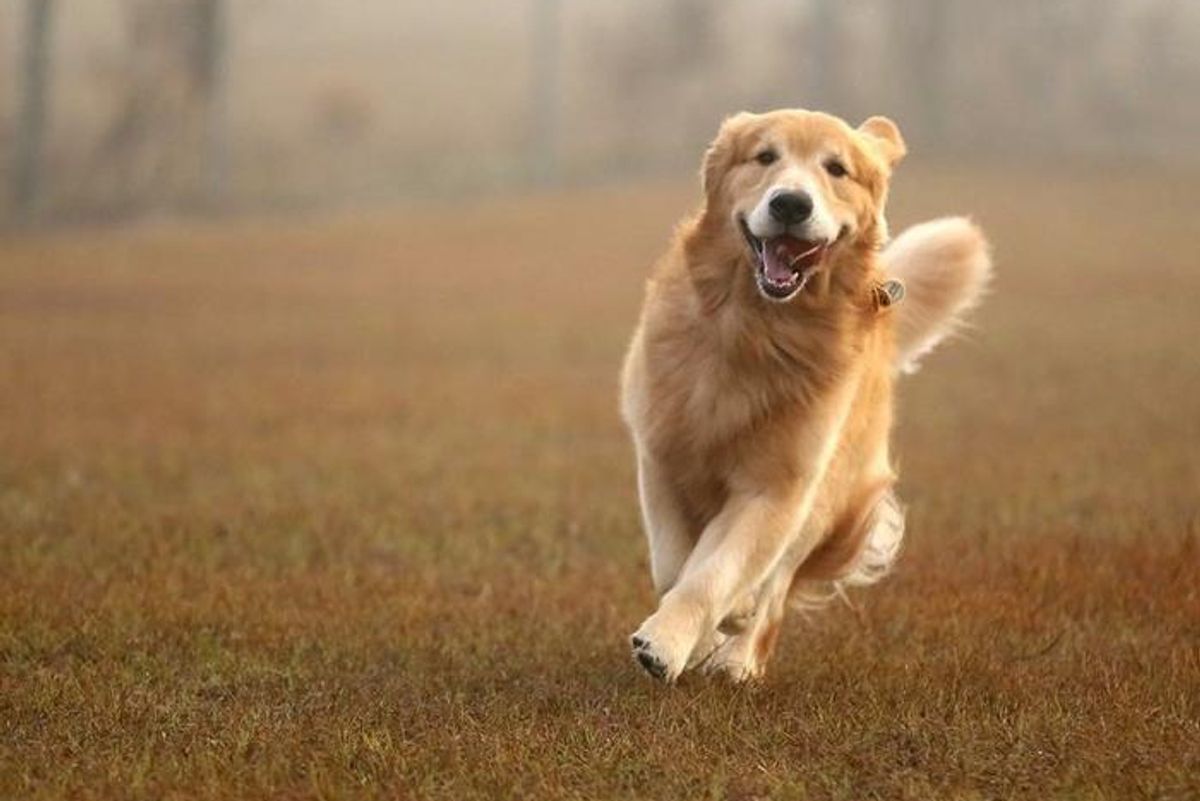 'Golden Retriever Personality' May Hold Some Truth as Humans Share Same Genetic Roots