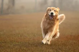 golden retriever running golden retriever running