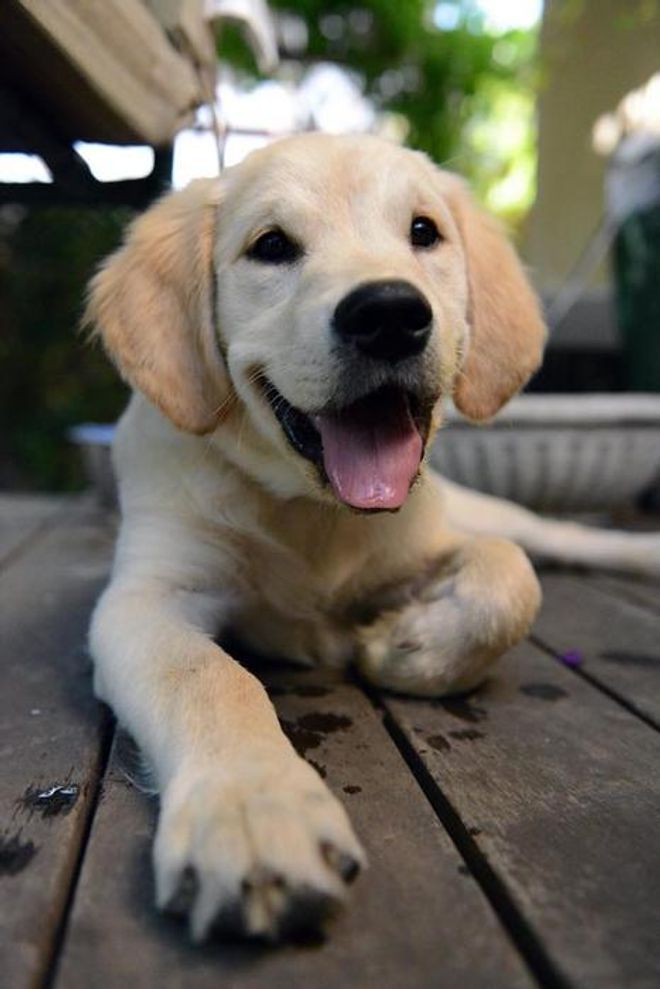 Golden retriever puppy looking at the camera