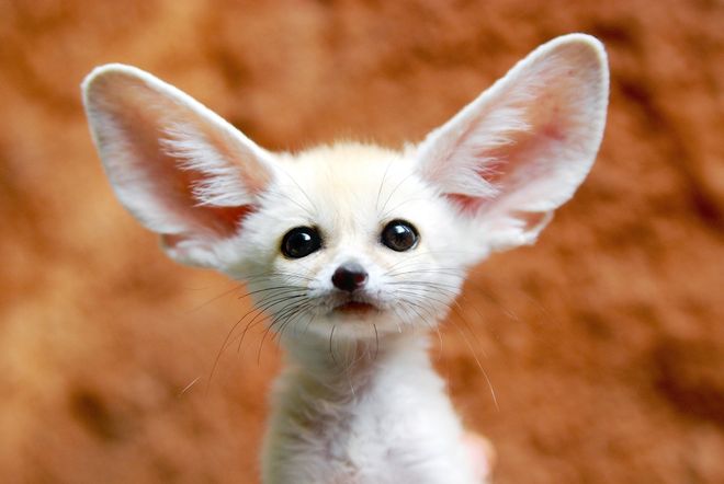 Fennec fox with large ears Fennec fox with large ears