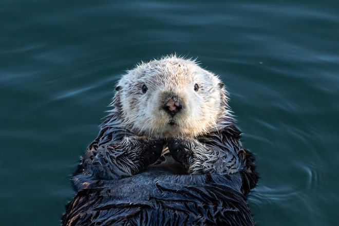 Young sea otter in the water clasping hands Young sea otter in the water clasping hands