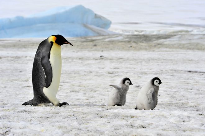 Emperor penguin walking with baby penguins in Antarctica Emperor penguin walking with baby penguins in Antarctica