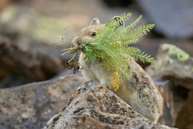 Pika with a mouth full of food in the mountains Pika with a mouth full of food in the mountains