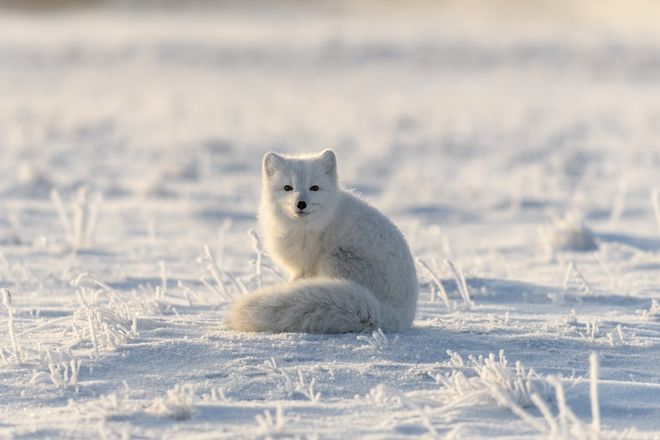 Wild arctic fox in the middle of the tundra Wild arctic fox in the middle of the tundra