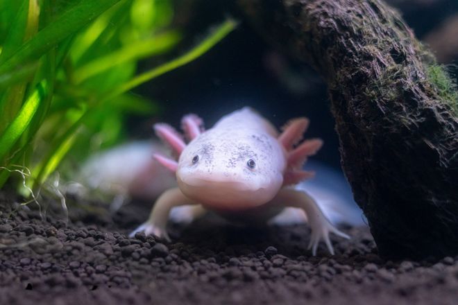 Axolotl amphibian in the water Axolotl amphibian in the water