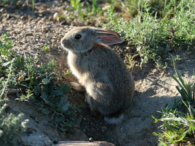 Cottontail rabbit in the wild Cottontail rabbit in the wild
