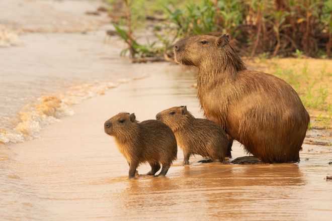 Capybara with babies on a waterfront Capybara with babies on a waterfront