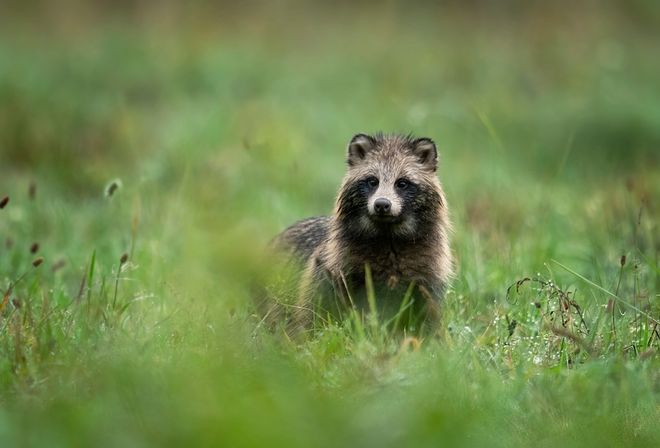 Raccoon dog in a field Raccoon dog in a field