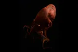 A vampire squid (Vampyroteuthis sp.) swimming in the deep sea.