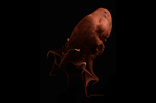 A vampire squid (Vampyroteuthis sp.) swimming in the deep sea.