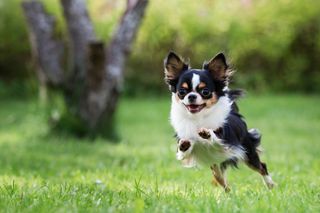 Chihuahua running in the grass