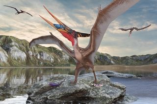 Pterosaur expanding its wings on a rock Pterosaur expanding its wings on a rock