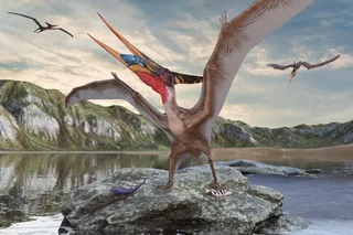 Pterosaur expanding its wings on a rock