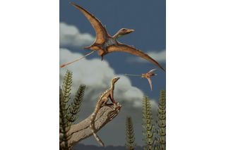 A lagerpetid, a close relative of pterosaurs in a late Triassic landscape. A lagerpetid, a close relative of pterosaurs in a late Triassic landscape.