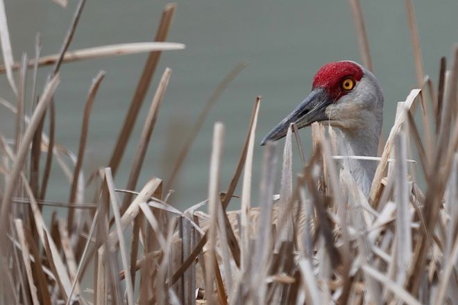 sandhill crane