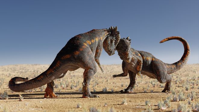 Pachycephalosaurus dinosaurs head butting