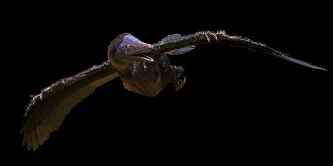 Flying archaeopteryx, transitional species between non-avian dinosaurs and modern birds