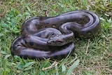 Anaconda coiled in the grass