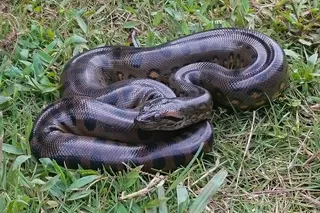 Anaconda coiled in the grass