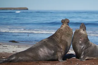 Male elephant seals vocalizing at each other Male elephant seals vocalizing at each other