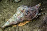 Triton's trumpet, Charonia lampas, underwater