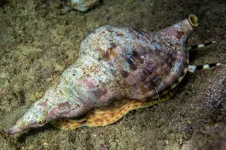 Triton's trumpet, Charonia lampas, underwater