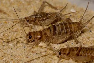 adult tropical house crickets (Gryllodes sigillatus) adult tropical house crickets (Gryllodes sigillatus)
