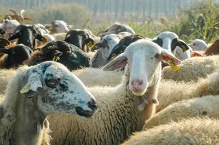 flock of sheep in a yard flock of sheep in a yard
