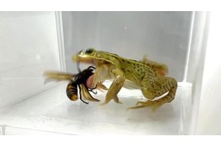 Black-spotted pond frog eats Asian giant hornet and is unharmed