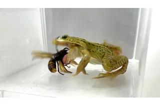 Black-spotted pond frog eats Asian giant hornet and is unharmed Black-spotted pond frog eats Asian giant hornet and is unharmed