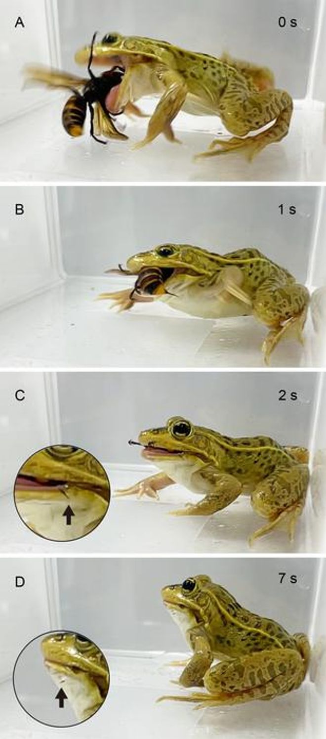 Sequence of a black-spotted pond frog showing tolerance to venomous stings from an Asian giant hornet