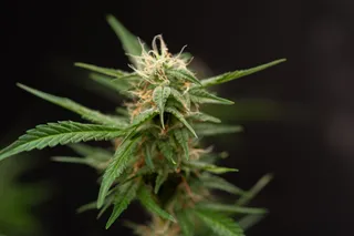 Marijuana plant close-up of leaves