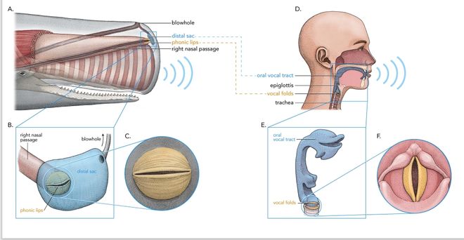 Infographic of human and whale speech
