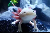Adorable and happy little axolotl in an aquarium 