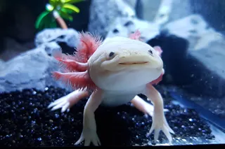 Adorable and happy little axolotl in an aquarium Adorable and happy little axolotl in an aquarium