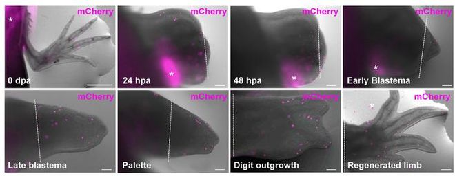 graphic of tissue growth in an axolotl graphic of tissue growth in an axolotl