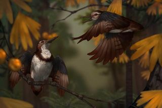 Illustration of Chromeornis