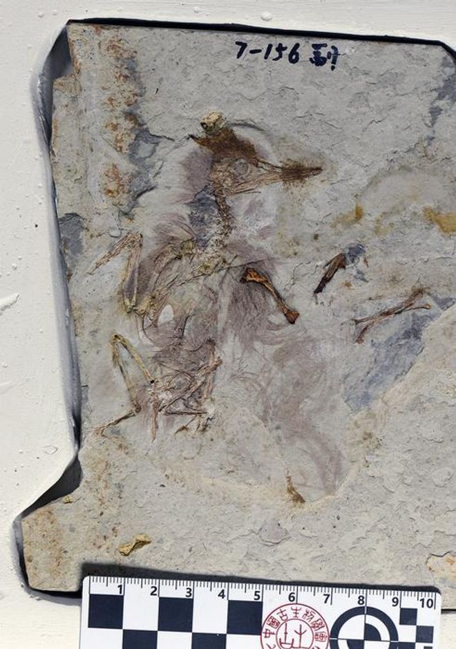 Fossil bird that has 800 tiny rocks in its throat