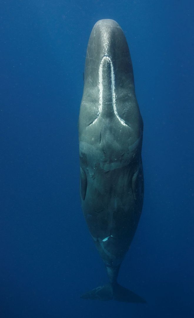 a single sperm whale showing its belly to the camera