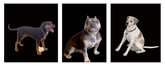 images of three different dogs used in the ASU study