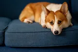 sad corgi on a blue couch 
