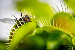 House fly being eaten by a venus fly trap plant