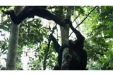 Wild bonobos attempting to mate