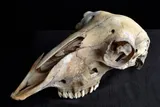 old sheep skull 