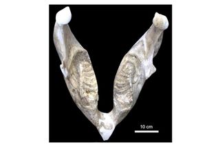 Stegodon florensis insularis fossil jaw bone with adult teeth