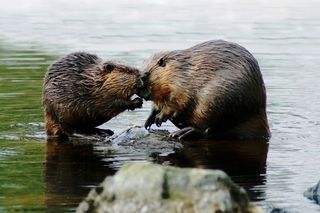 beaver couple sitting in a river 