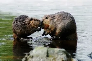 beaver couple sitting in a river 